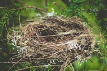 empty nest