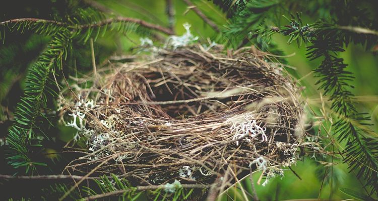 empty nest